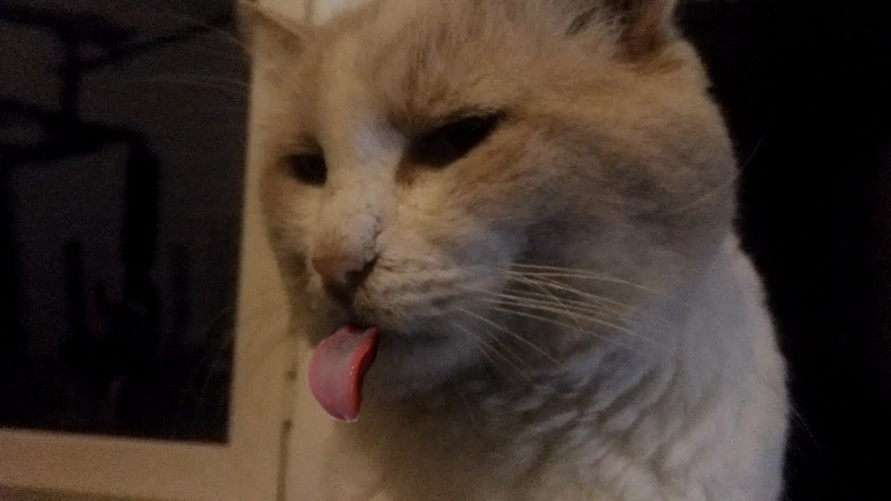 gatti con la lingua di fuori