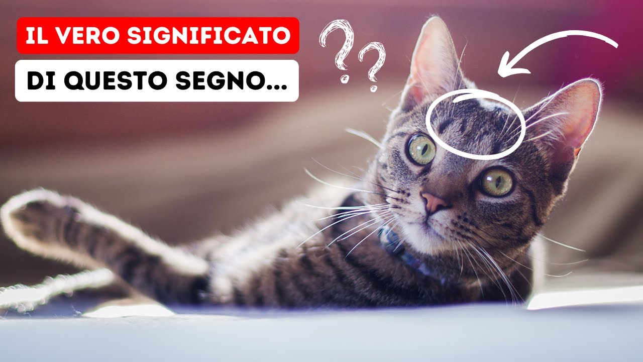 gatti con la m in fronte