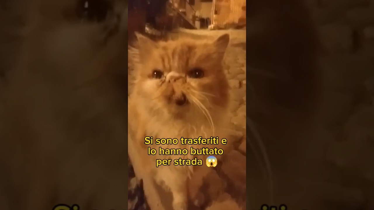 gatti in adozione vicino a me