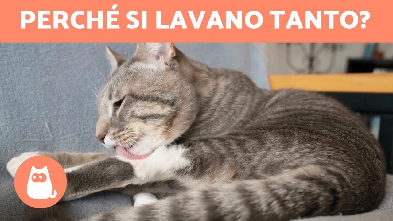 gatti si leccano e poi mordono tra di loro