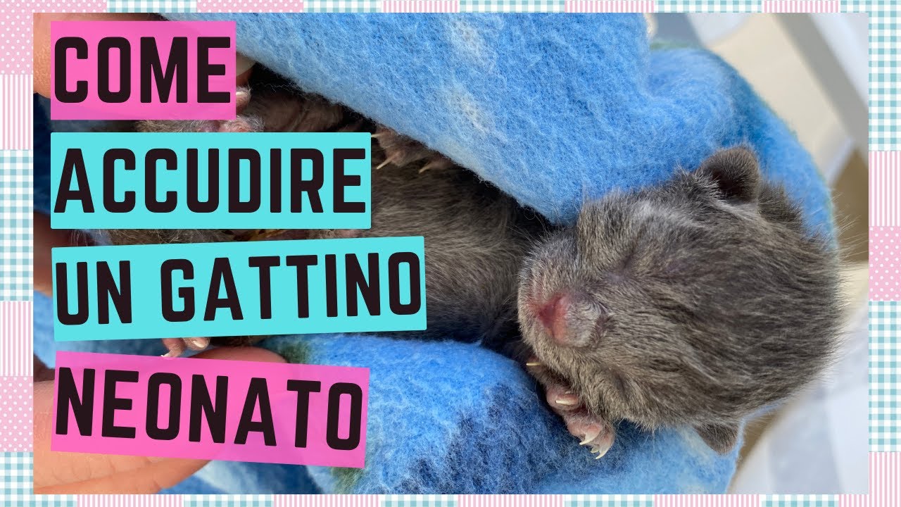 gattino appena nato abbandonato dalla mamma