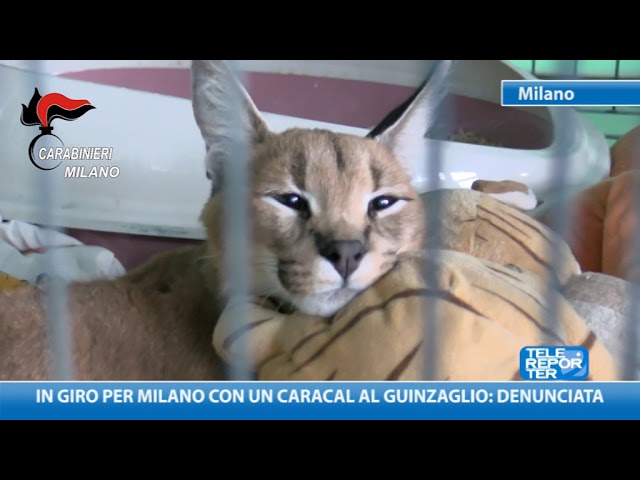 gatto caracal è legale in italia