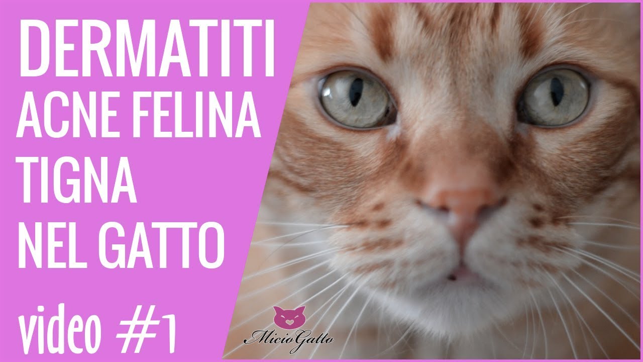 gatto con orecchie senza pelo e croste
