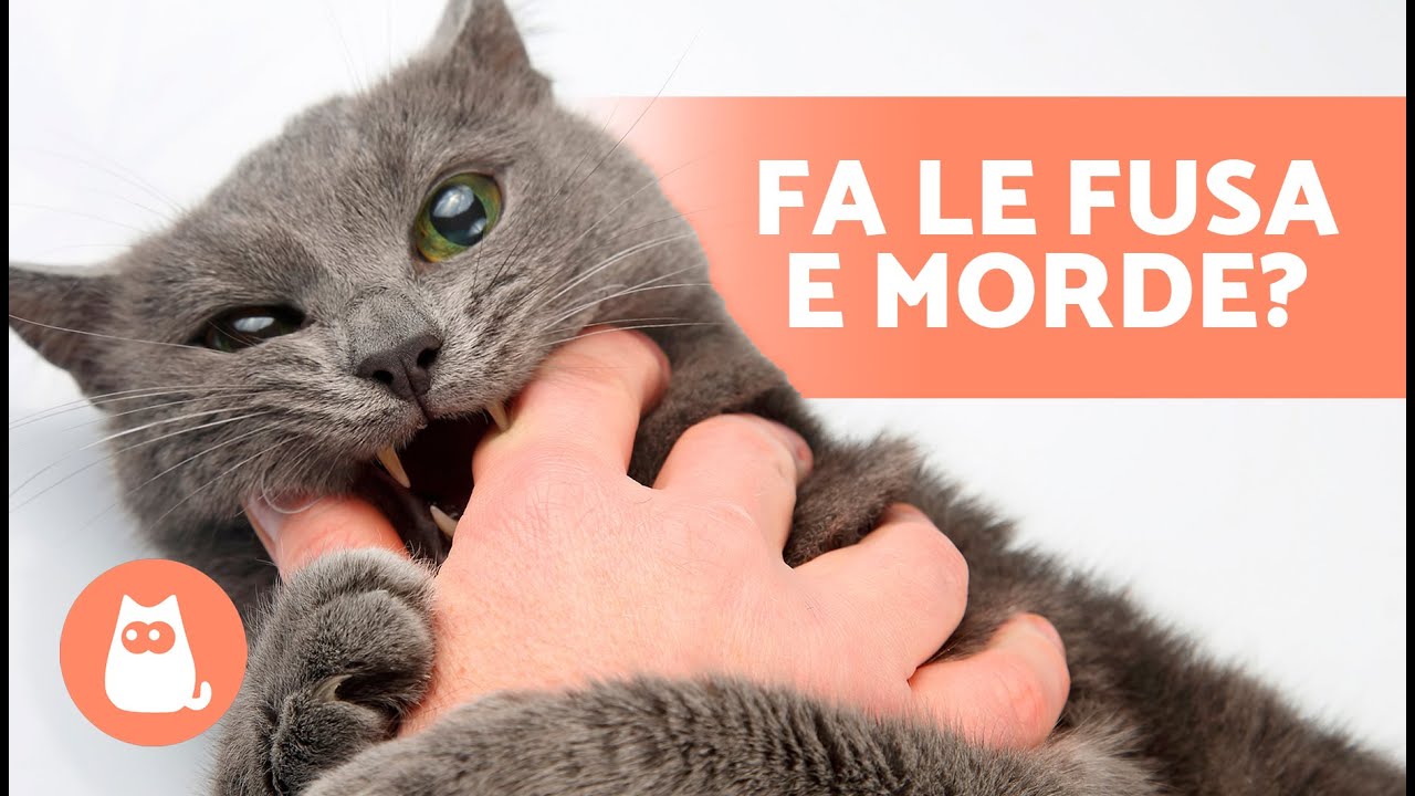 gatto fa le fusa e morde