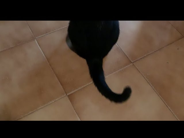gatto muove la punta della coda