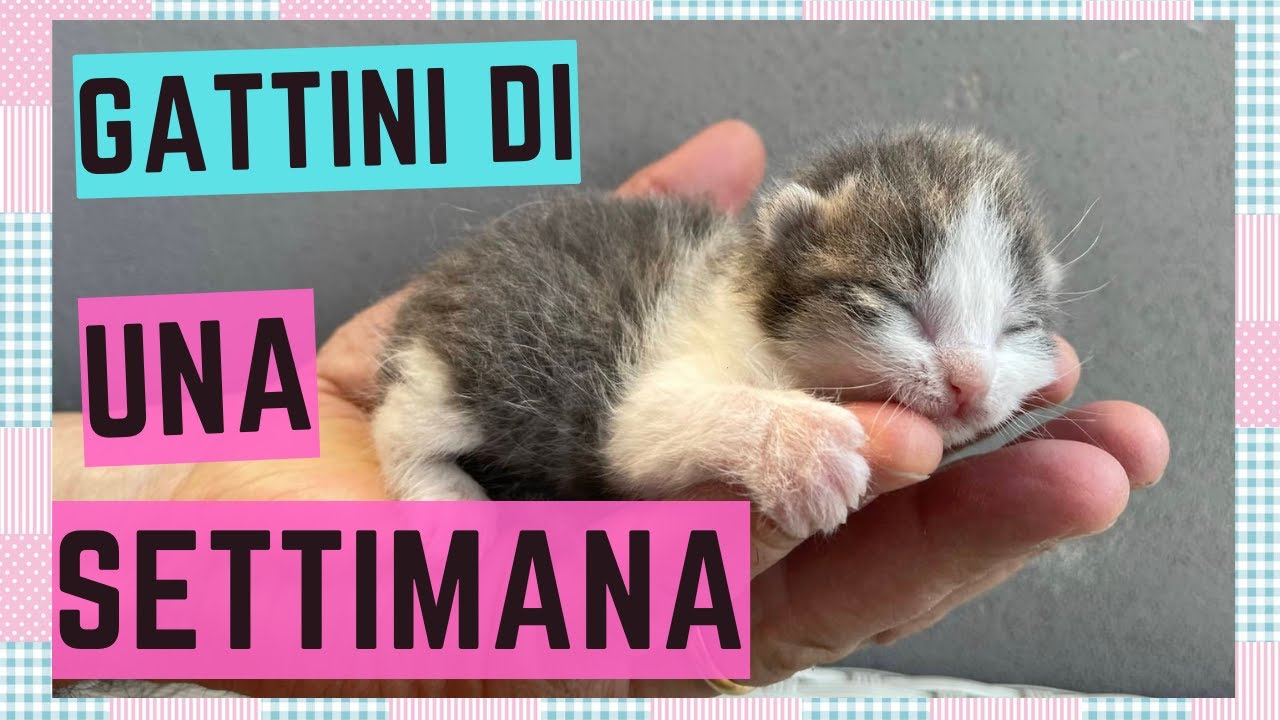 gatto non defeca da una settimana