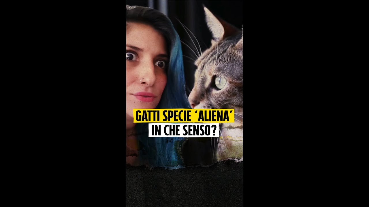 gatto non vaccinato rischi per l'uomo
