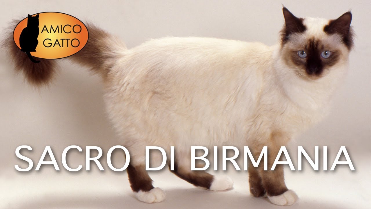 gatto sacro di birmania pelo corto