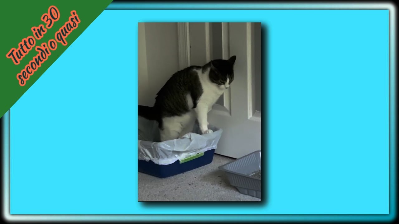 gatto si pulisce il sedere sul pavimento dopo la cacca