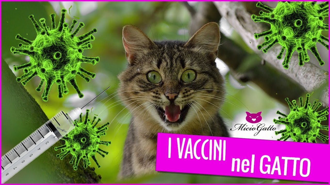 gatto sta male dopo vaccino felv