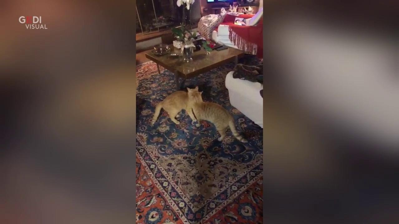gatto torna a casa dopo mesi