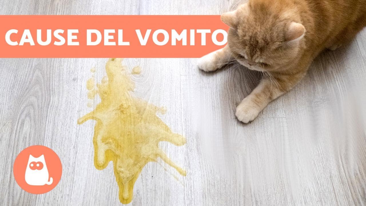 gatto vomita saliva e non mangia