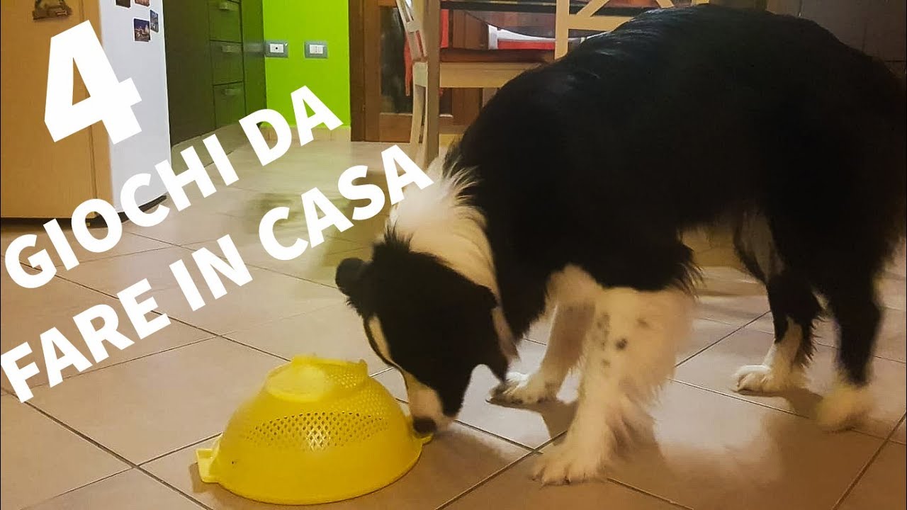 giochi da fare con il cane all'aperto