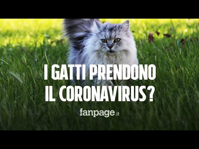 gli animali possono prendere il covid