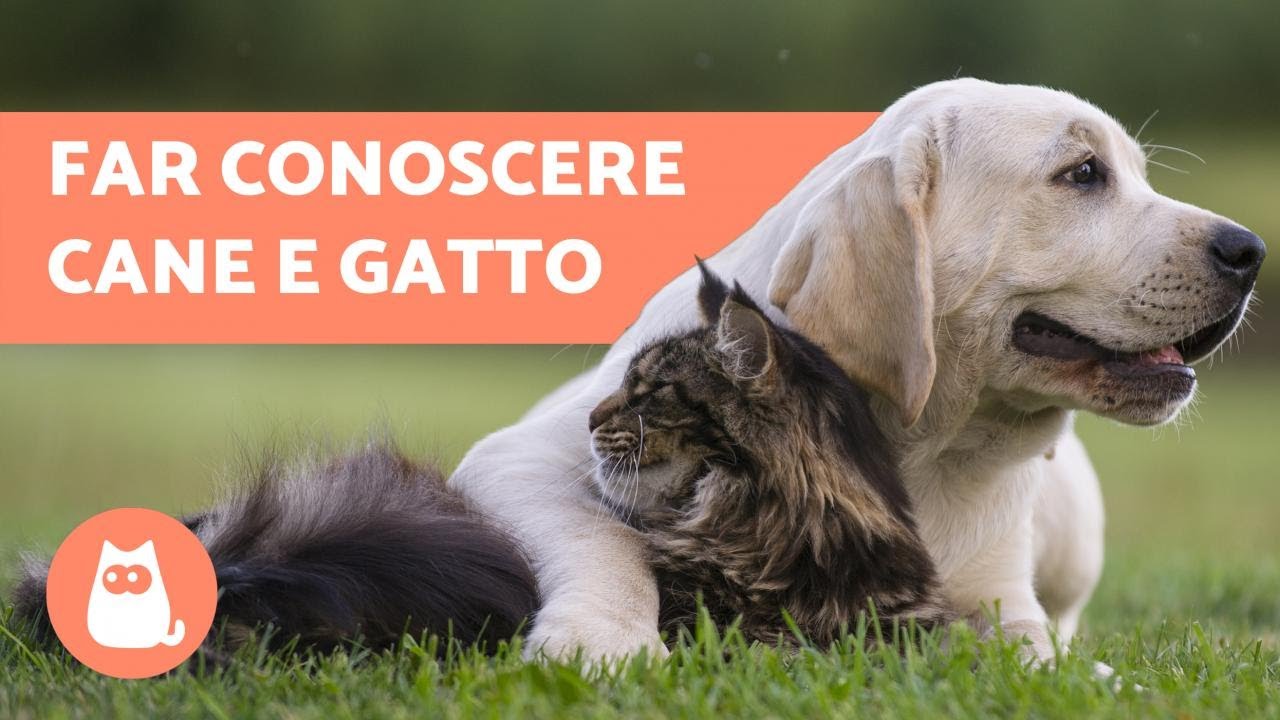ho due gatti e vorrei un cane