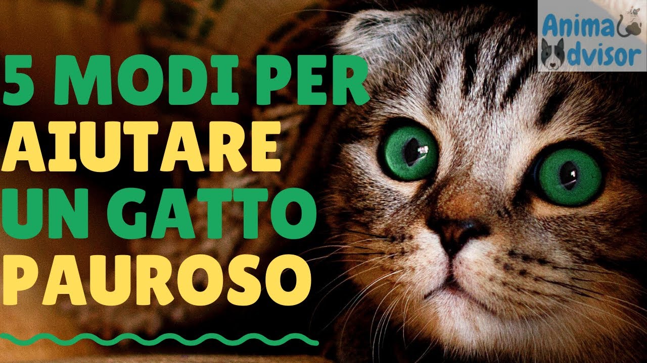ho paura di far uscire il gatto