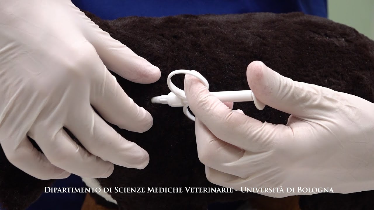 ho trovato un cane senza microchip posso tenerlo