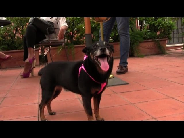 hotel a roma che accettano cani