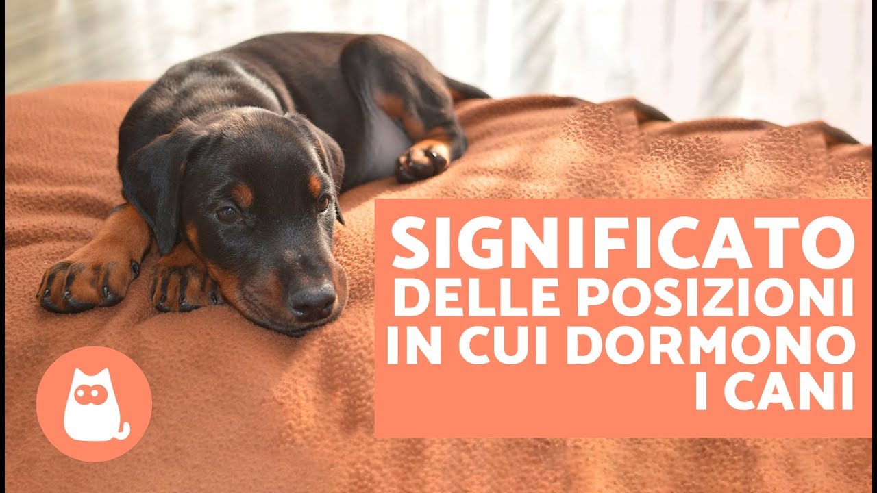 i cani dormono con gli occhi aperti