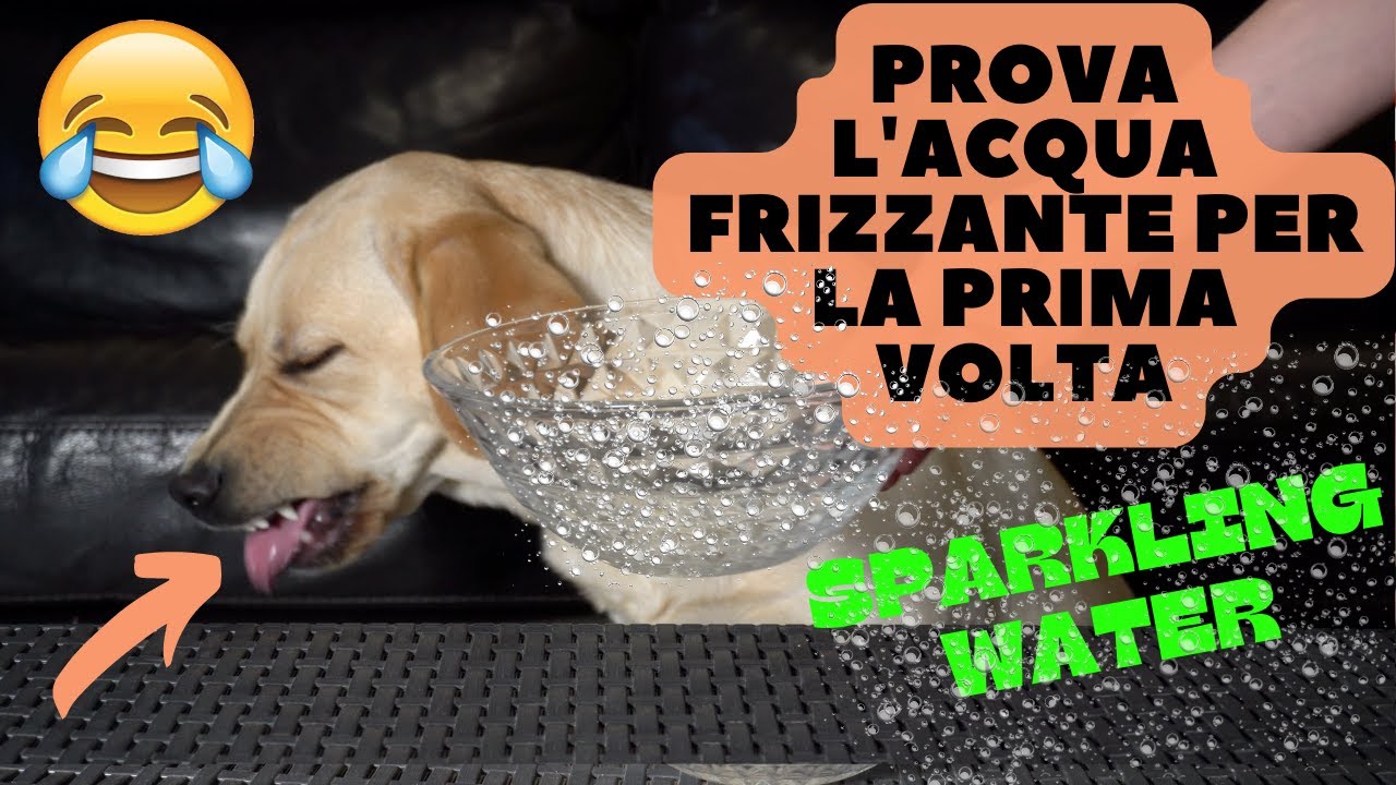 i cani possono bere l'acqua frizzante