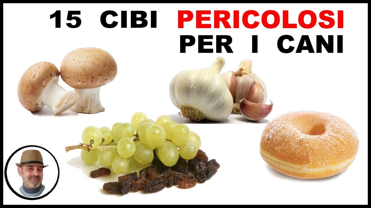 i cani possono mangiare i legumi
