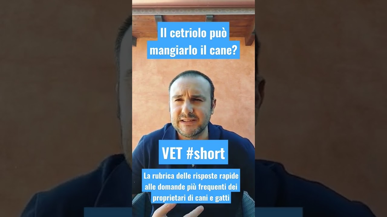 i cani possono mangiare il cetriolo