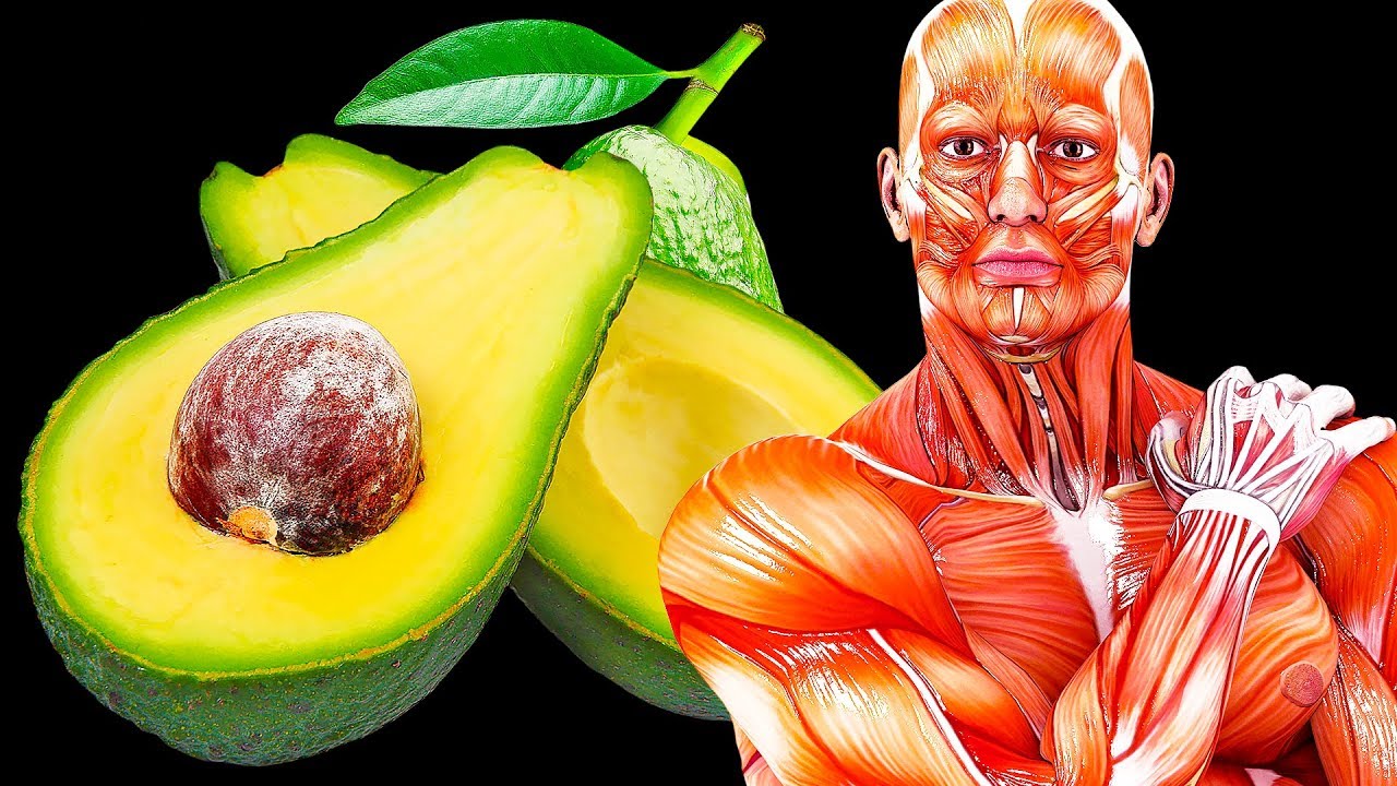 i cani possono mangiare l avocado