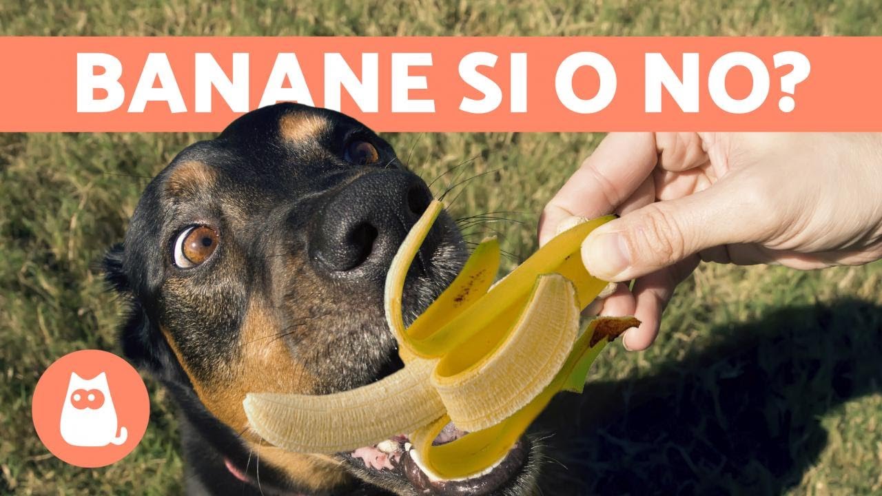 i cani possono mangiare la pera