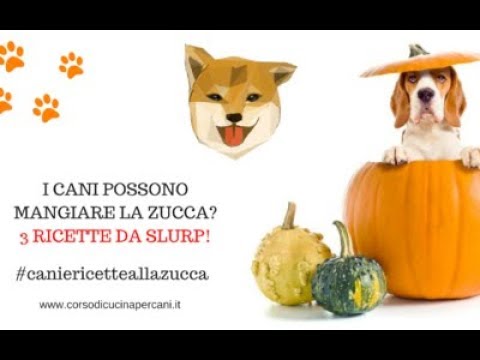 i cani possono mangiare la zucca