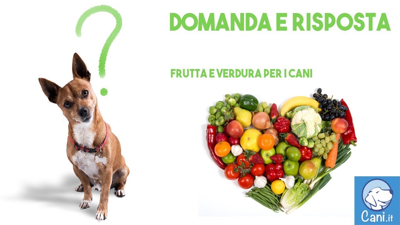 i cani possono mangiare le zucchine