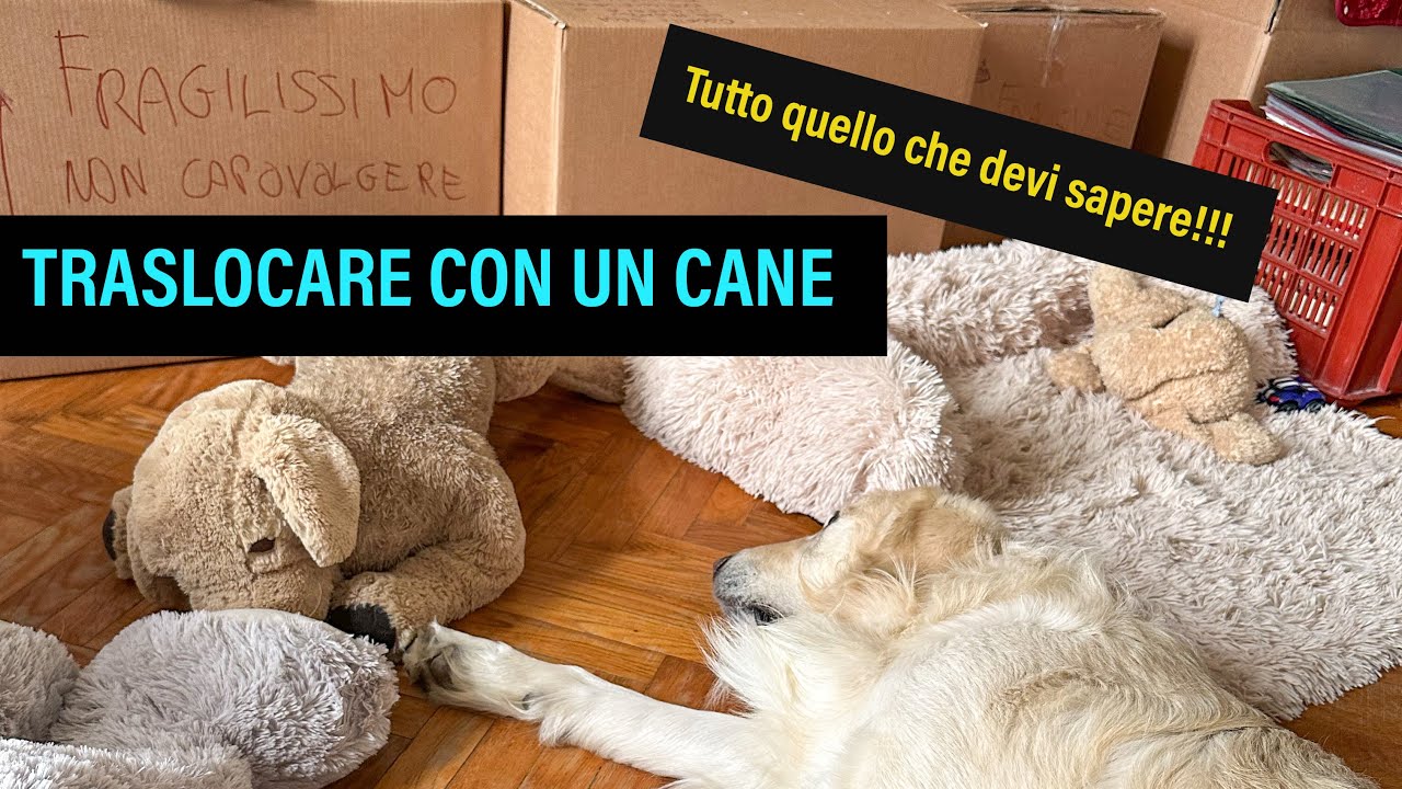 i cani soffrono a cambiare casa