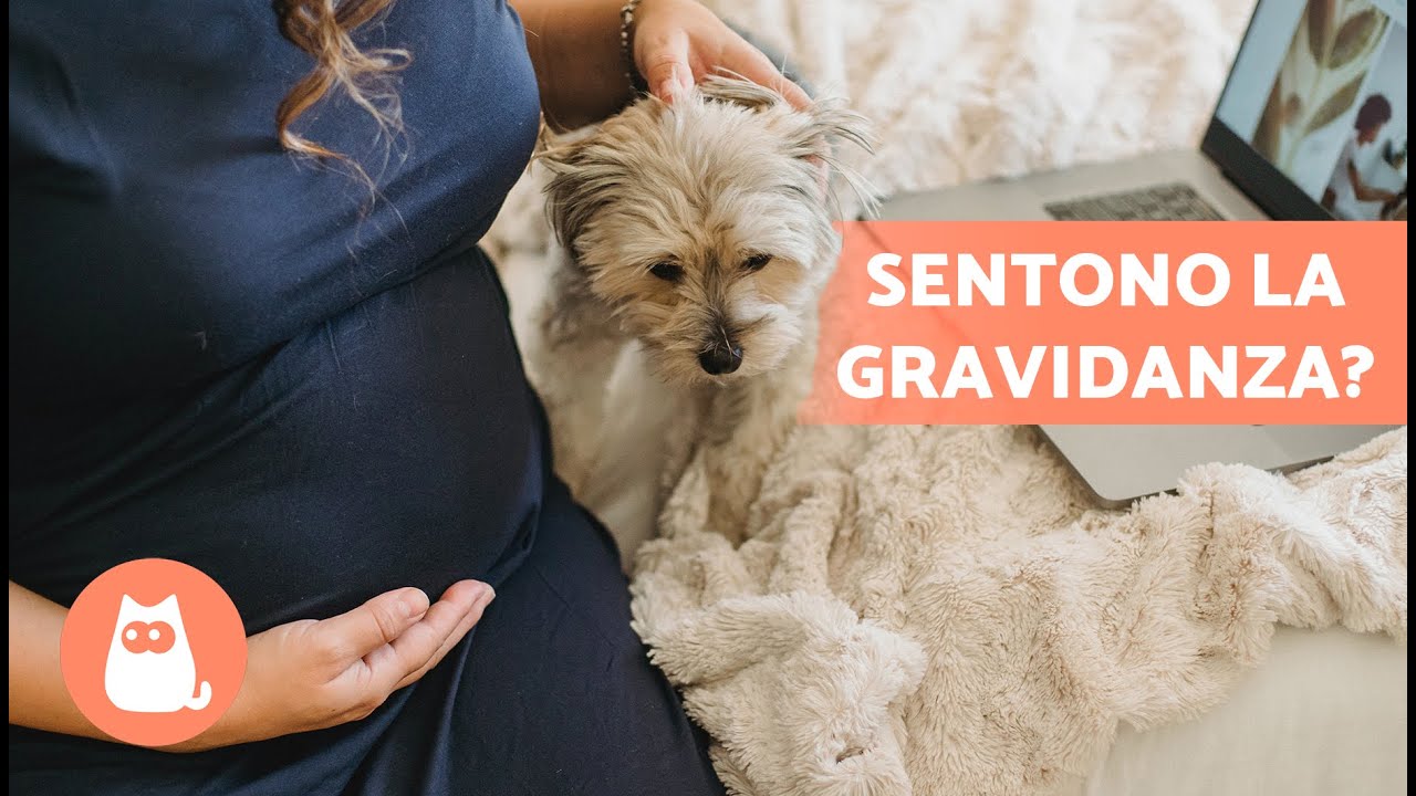 i cani sono pericolosi in gravidanza