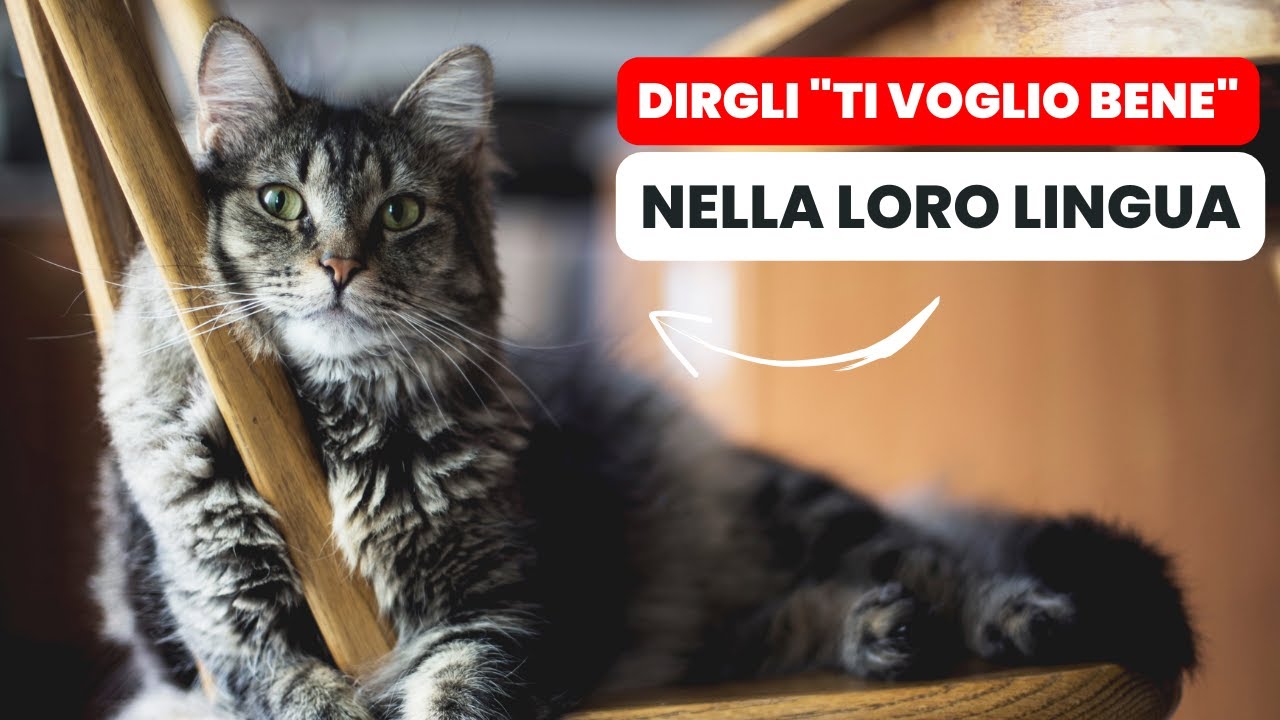 i gatti capiscono che gli vogliamo bene