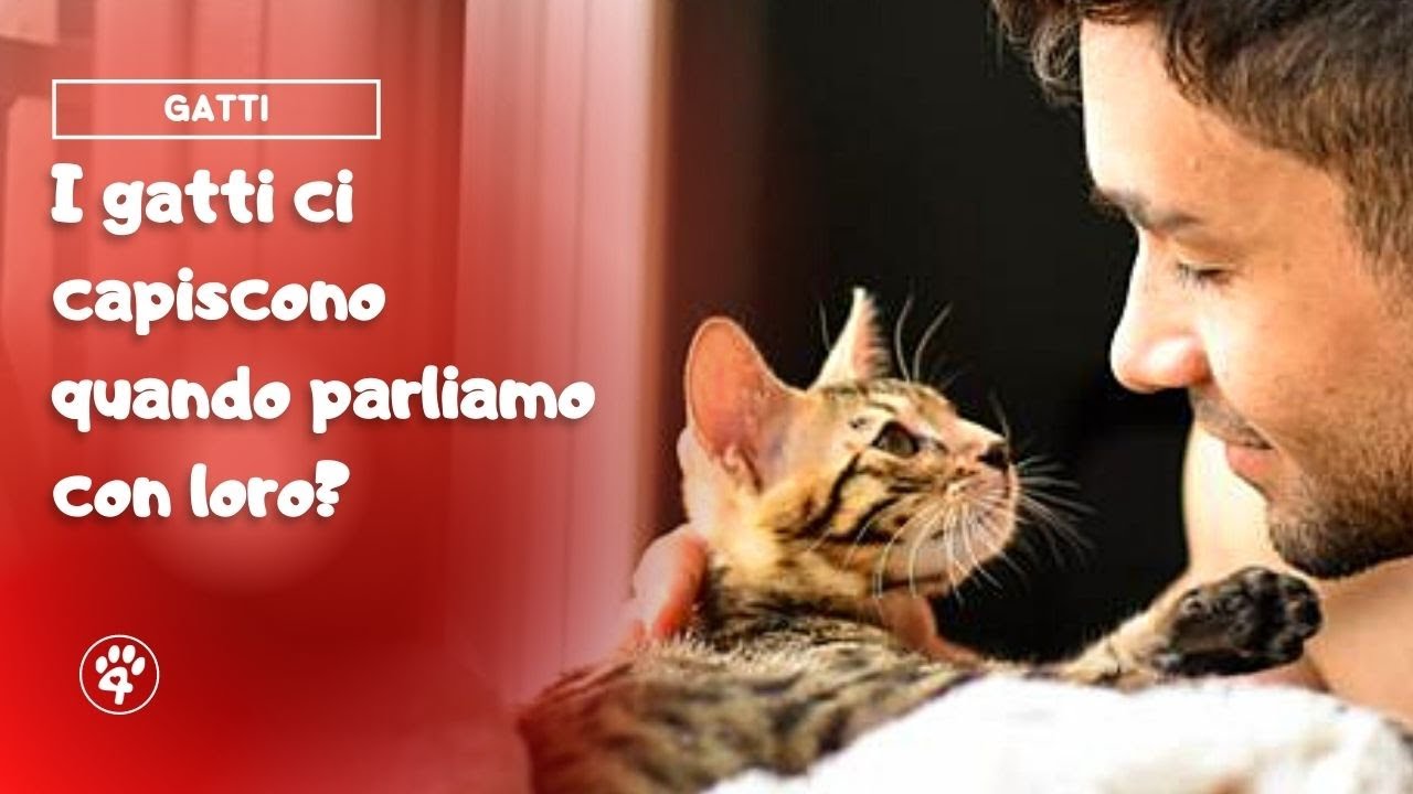i gatti capiscono quando facciamo l'amore