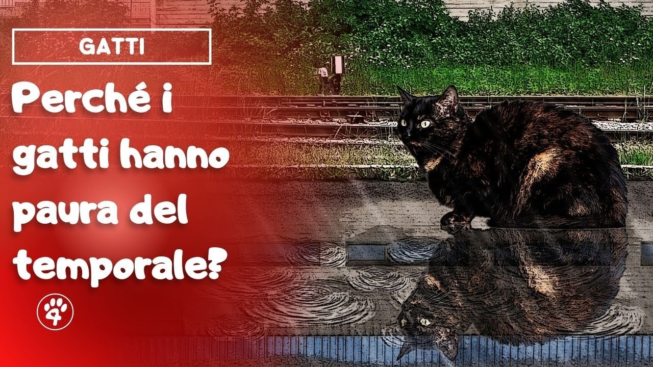 i gatti hanno paura del temporale