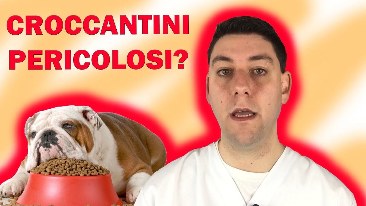 i gatti possono mangiare i croccantini dei cani