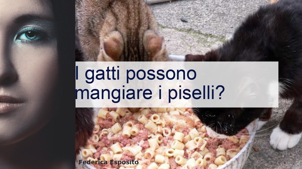 i gatti possono mangiare i piselli