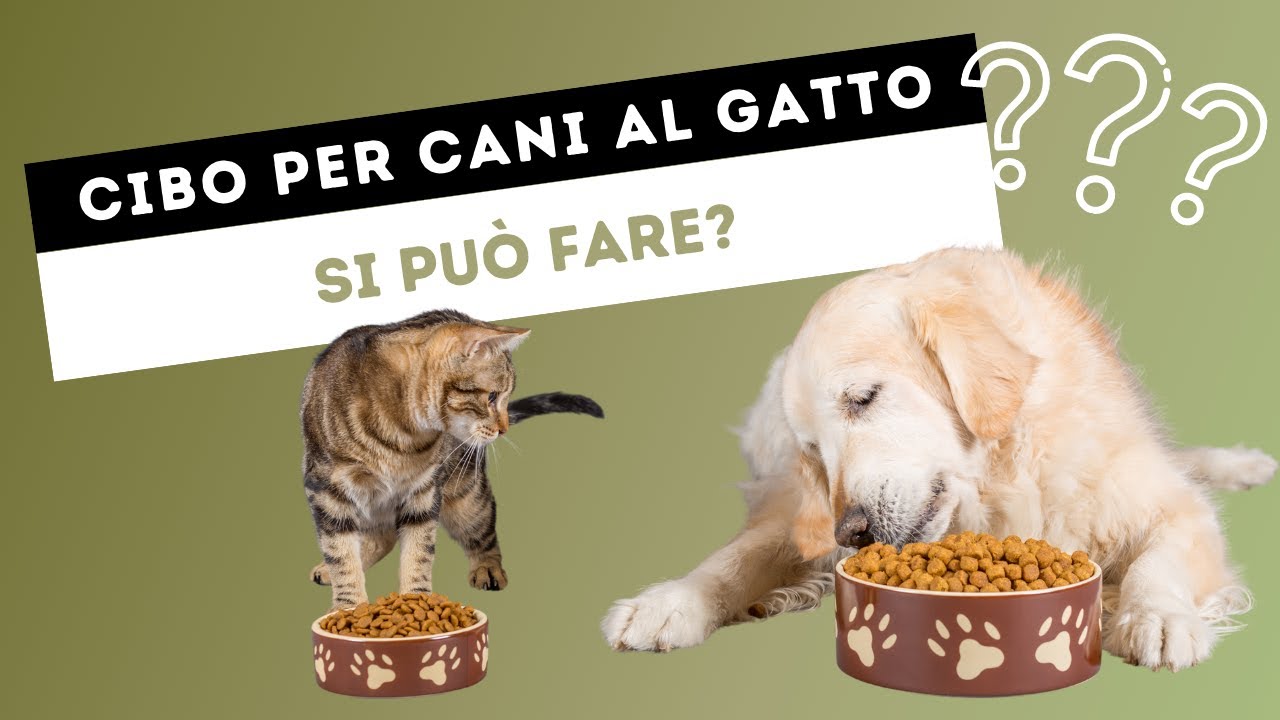 i gatti possono mangiare il cibo dei cani