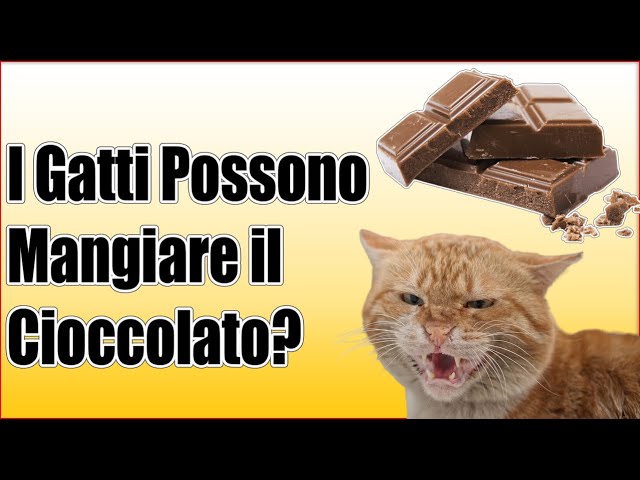 i gatti possono mangiare il cioccolato
