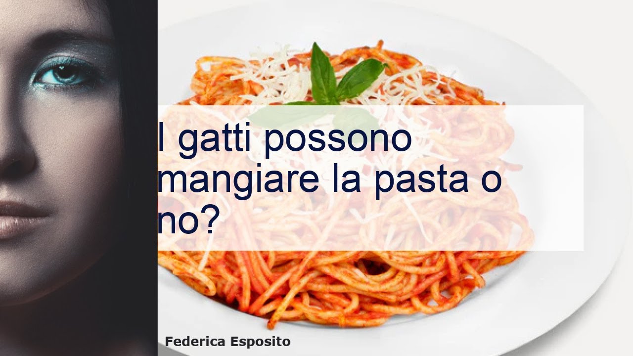 i gatti possono mangiare la pasta