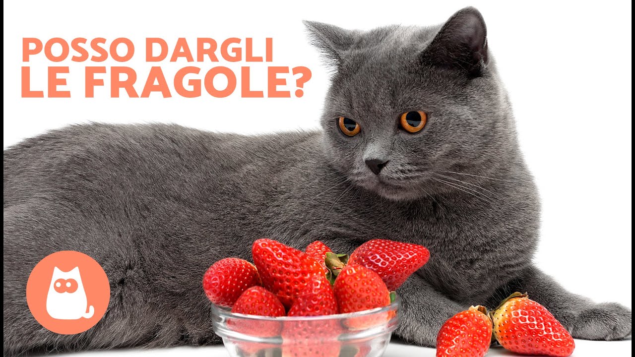 i gatti possono mangiare le fragole