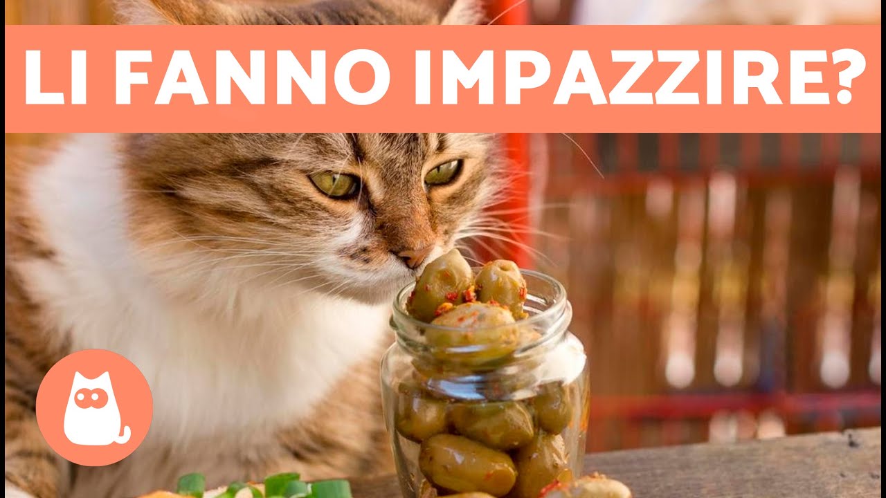 i gatti possono mangiare le olive
