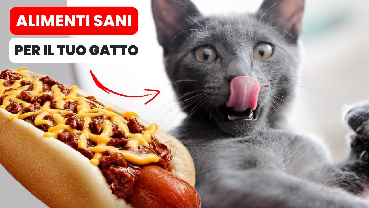 i gatti possono mangiare le patatine