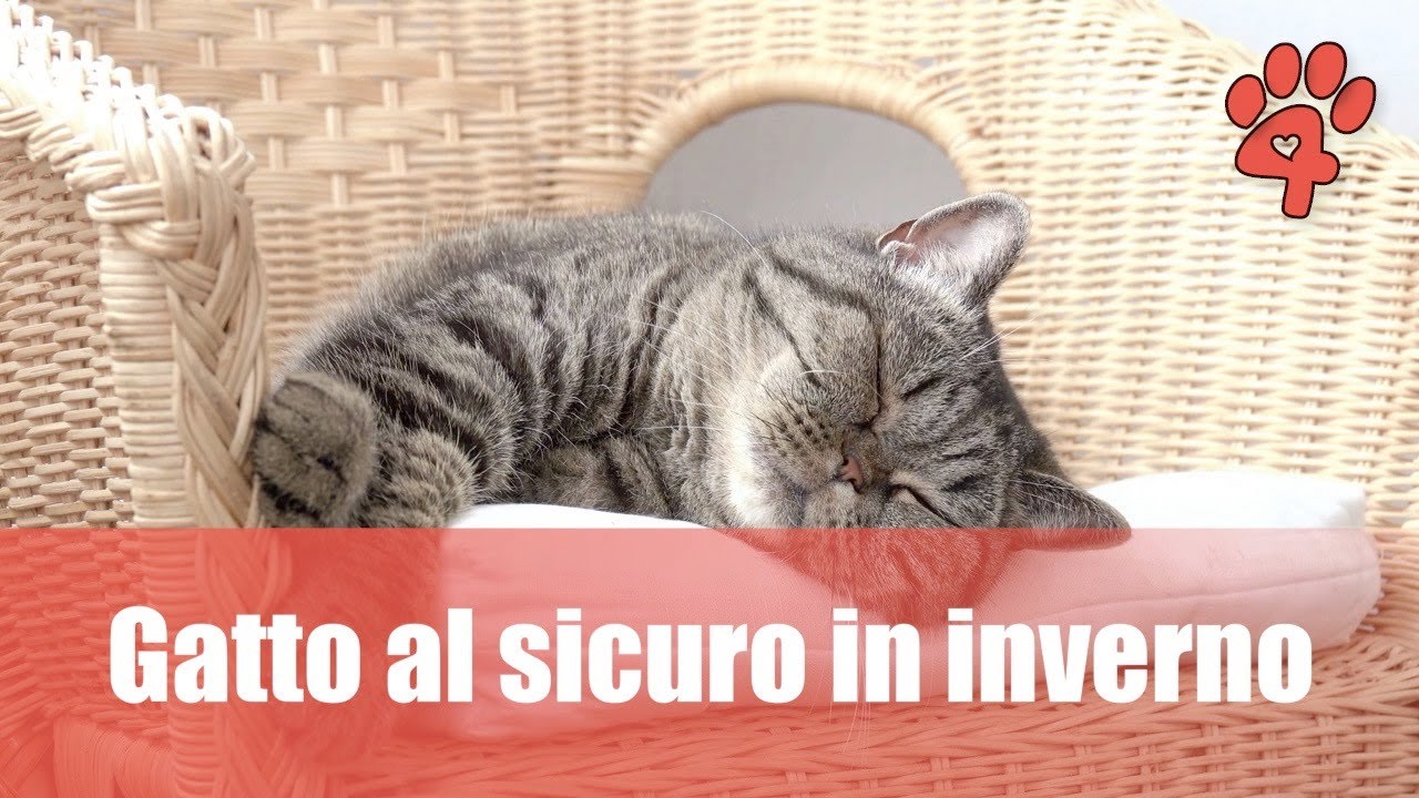 i gatti possono stare fuori d'inverno