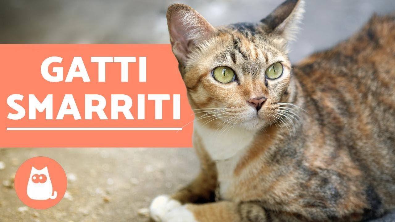 i gatti quando muoiono si allontanano
