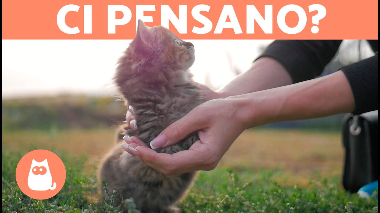 i gatti sentono la morte di una persona