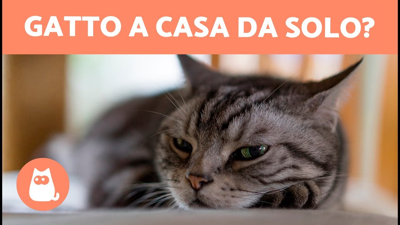 i gatti soffrono quando andiamo in vacanza