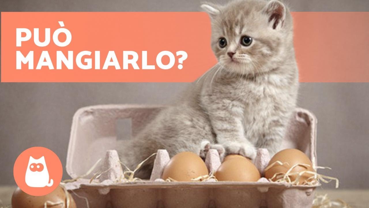 i gattini possono mangiare le uova