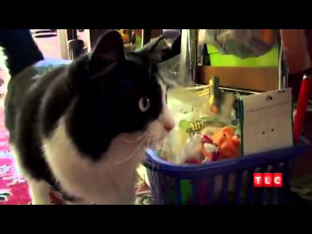 i peli del gatto sono pericolosi per l'uomo