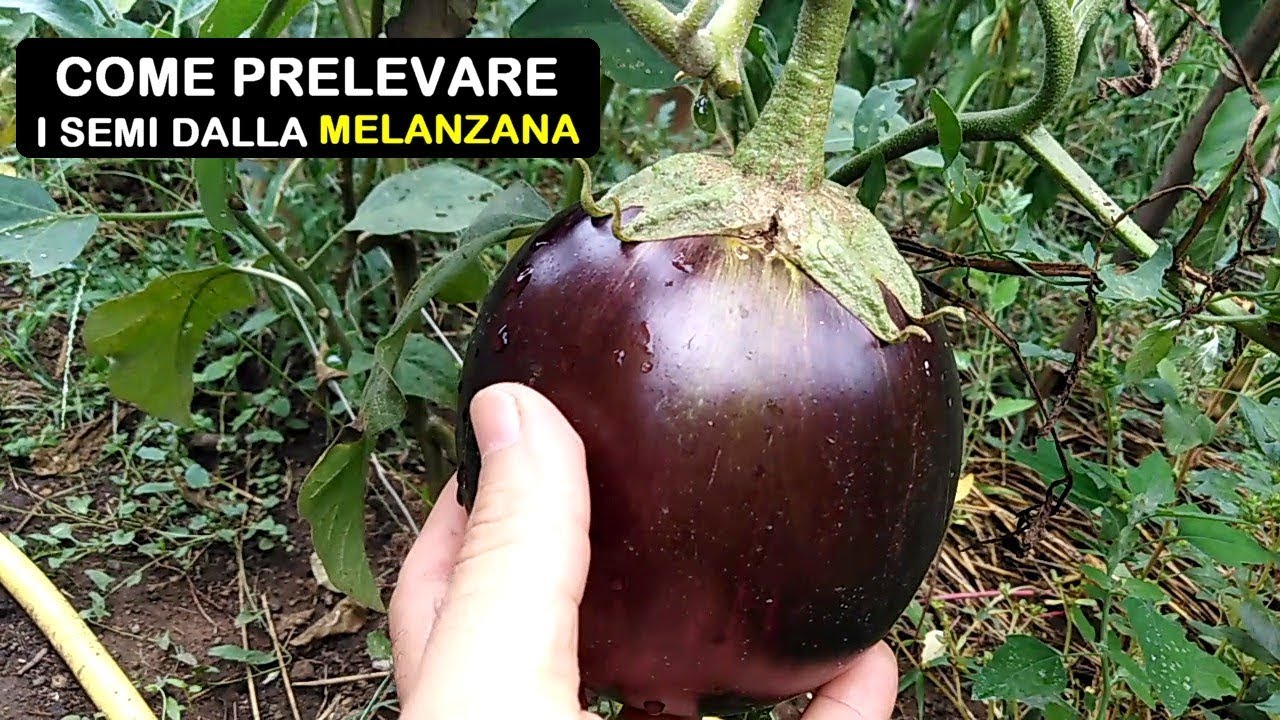 i semi della melanzana fanno male